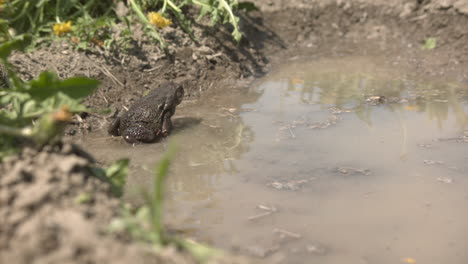 Cane-toad-in-puddle-jumping-in-slow-motion