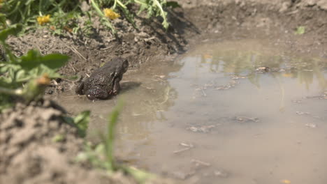 cane toad in puddle jumping in slow motion