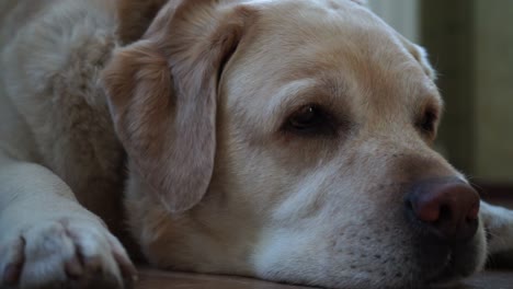 perro de raza labrador tendido en el suelo de cerca cara