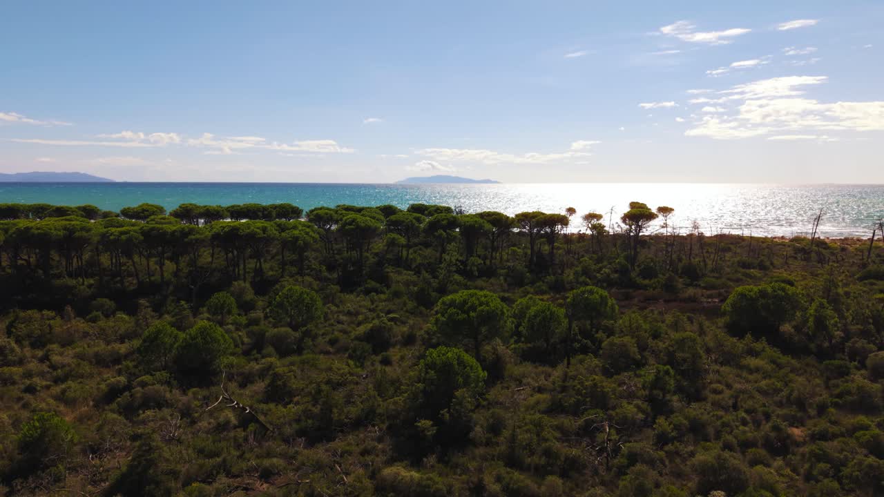 Green pine tree forest and turquoise sea with sandy beach landscape of Tuscany Maremma coastline