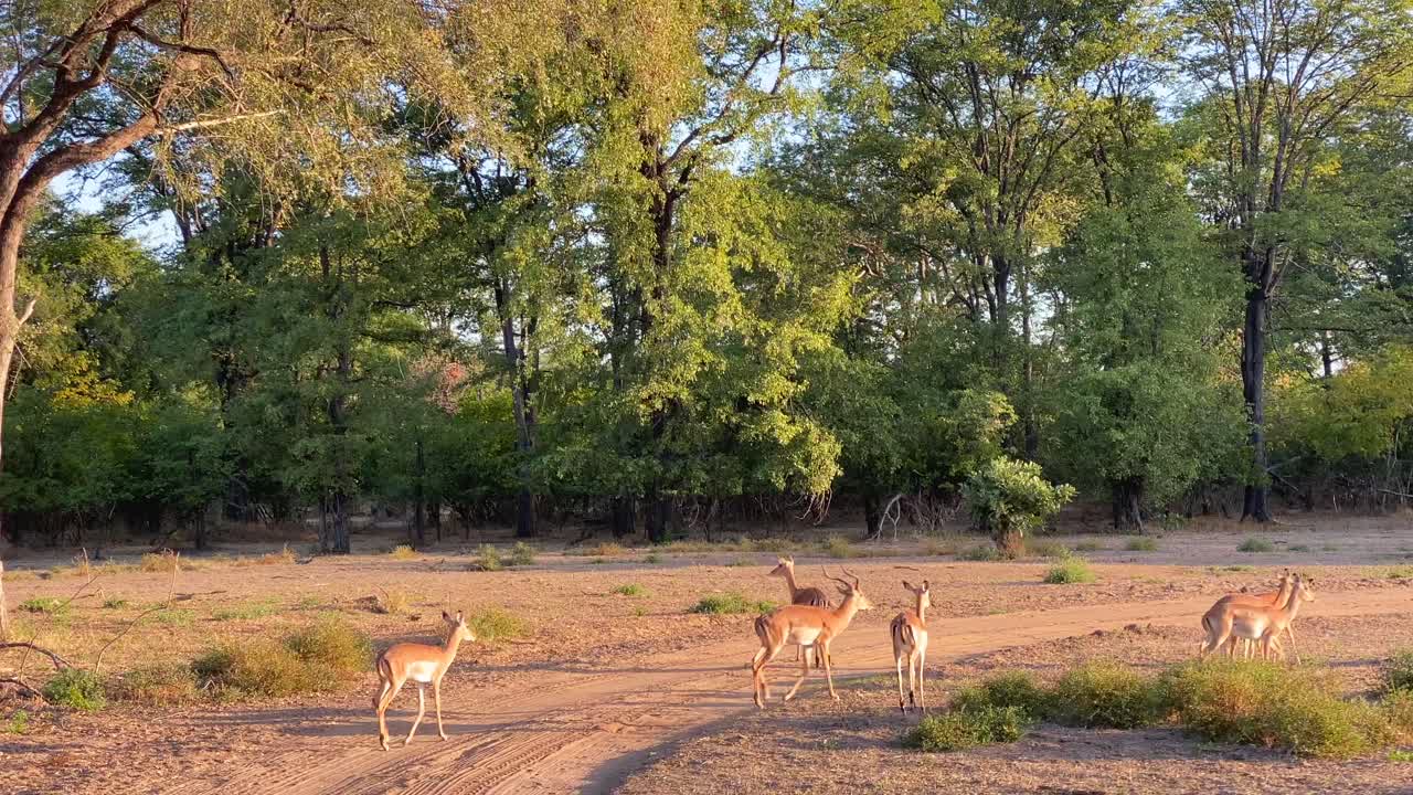 un pequeño grupo de impalas caminando por la tierra del desierto de safari de áfrica