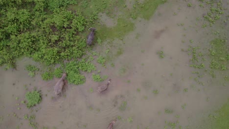 Herd-of-water-buffalo-with-a-calf-in-a-river-on-Sumba-island,-aerial