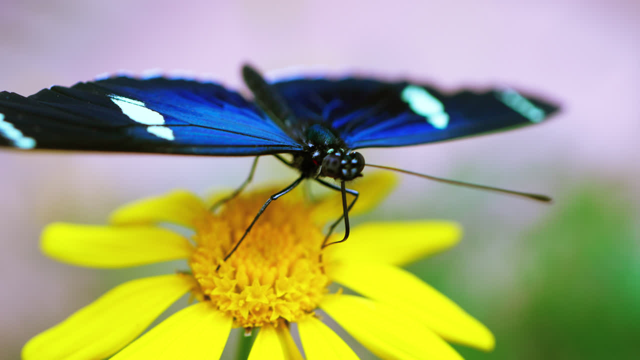 Blue Morpho butterfly with black and white spot pattern rests on a yellow flower in the Mindo Butterfly Garden, Ecuador