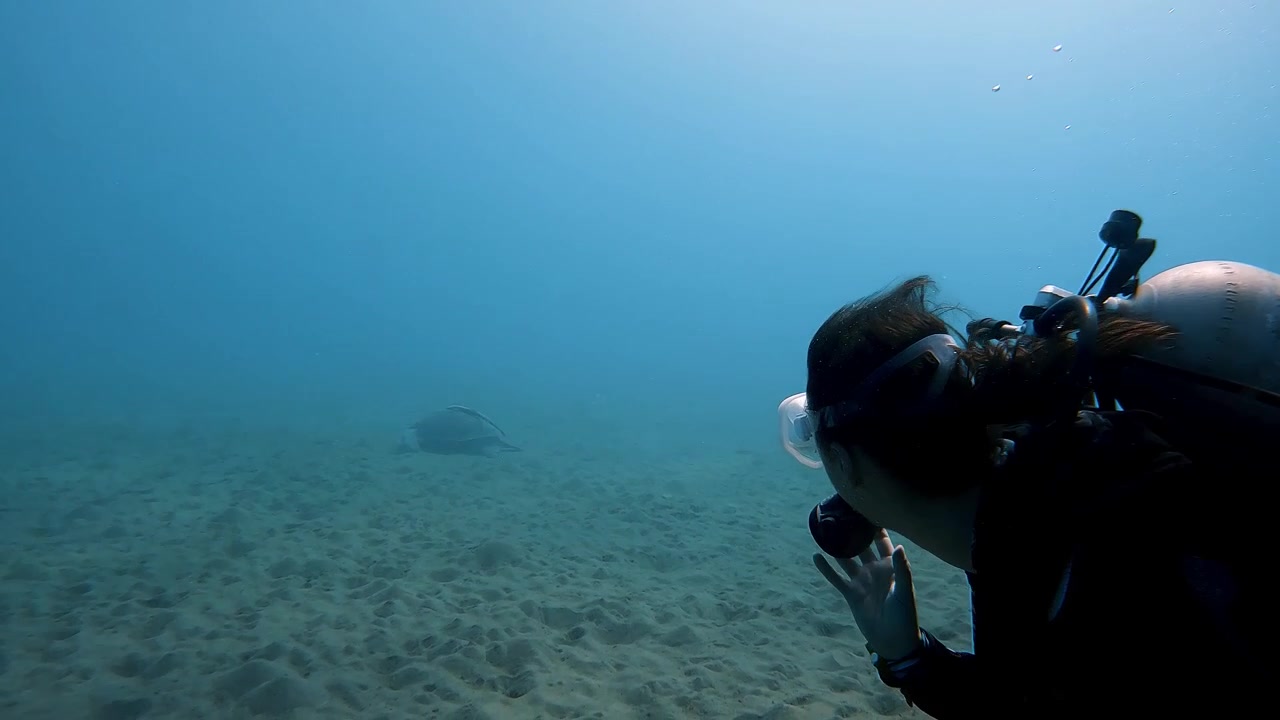 Nurek obserwujący żółwia morskiego odpoczywającego na piaszczystym dnie oceanu w Marsa Alam. Niesamowite spotkanie z dziką fauną morską na Morzu Czerwonym w Egipcie.
