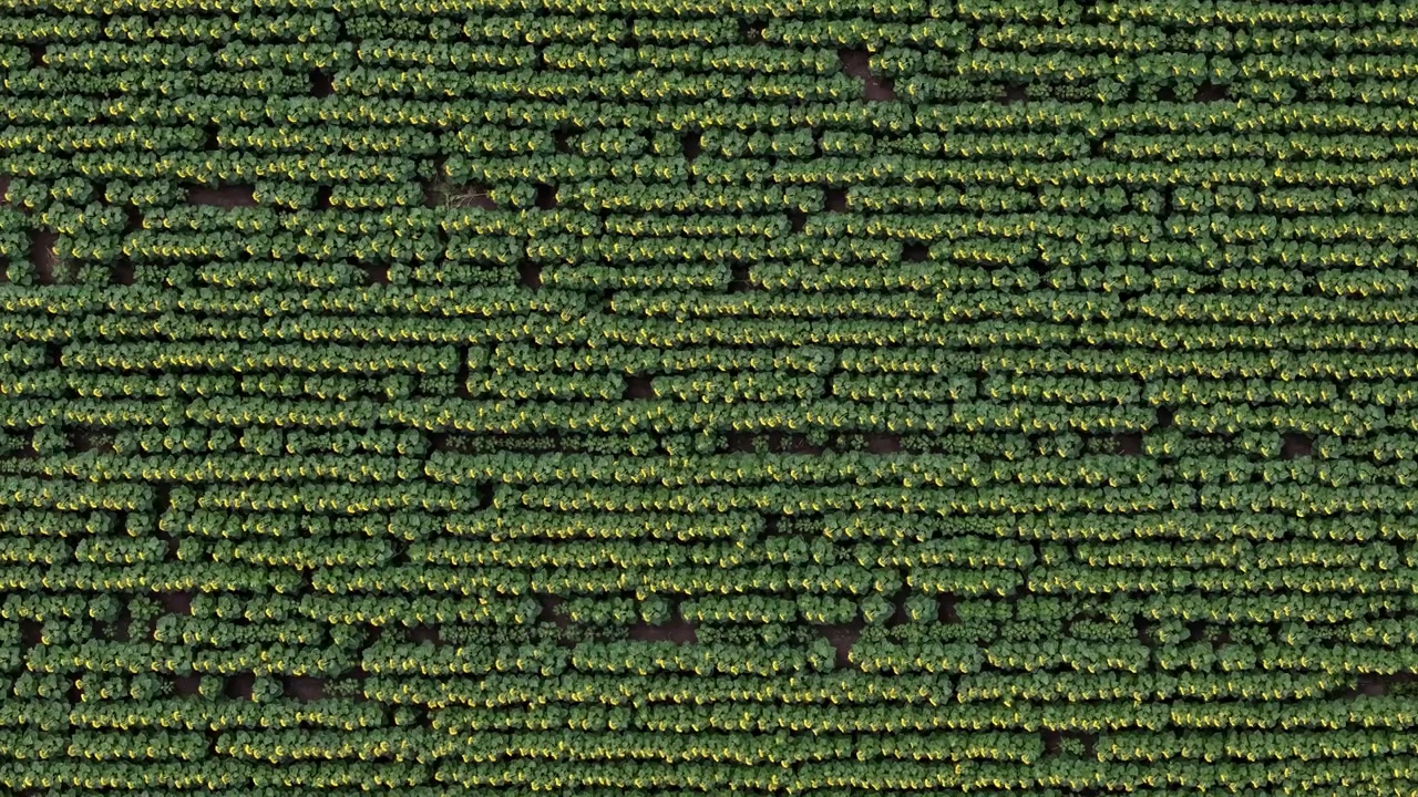 An aerial top-down view shows perfectly aligned rows of young sunflowers growing in a vast agricultural field during summer.