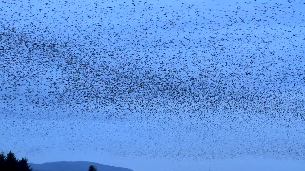 miles de estorninos europeos murmuran antes de que los pájaros vayan a posarse contra el frío cielo nocturno de invierno en cumbria