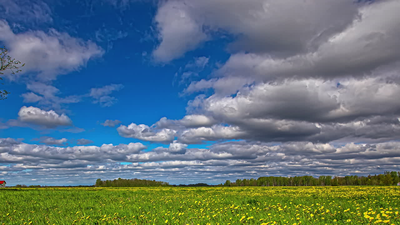 유채기름 꽃밭 타임랩스