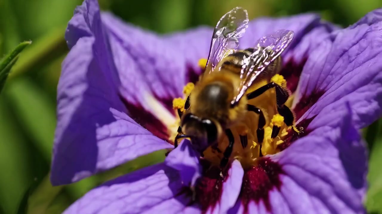 Honey Bee Collecting Pollen from a Purple Flower