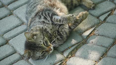 cat lying on carpet and attentively looking up. target tracking