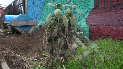 planta marchita muriendo en filadelfia pensilvania en un jardín