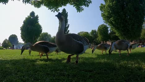 flock of swan geese waddle around grazing and feeding on lawn grass in at heidelberg city park on a sunny day