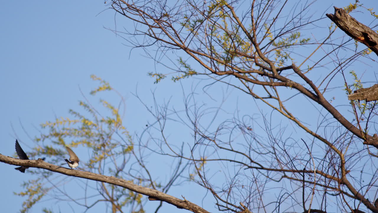 Purple martins captured in elegant slow motion, showcasing their aerial courtship rituals.
