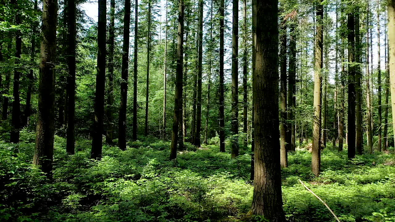 Un drone scivola attraverso una foresta illuminata dal sole vicino a Teufelsschlucht, intrecciandosi tra alberi alti e proiettando ombre danzanti sul rigoglioso sottobosco verde