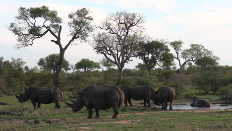 a crash of white rhinos together at the waterhole in a game reserve