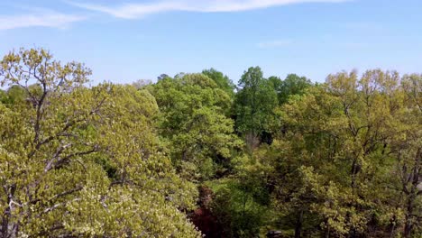 aerial-tilt-up-to-sky-through-the-tree-tops-near-winston-salem-nc,-north-carolina