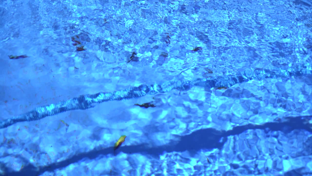 수영장 청소기가 낙엽을 줍고 있다