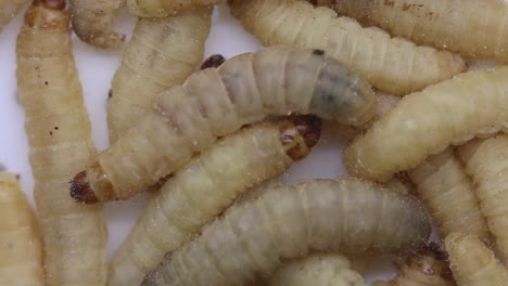 primer plano de los gusanos de cera, las larvas de la polilla de la cera