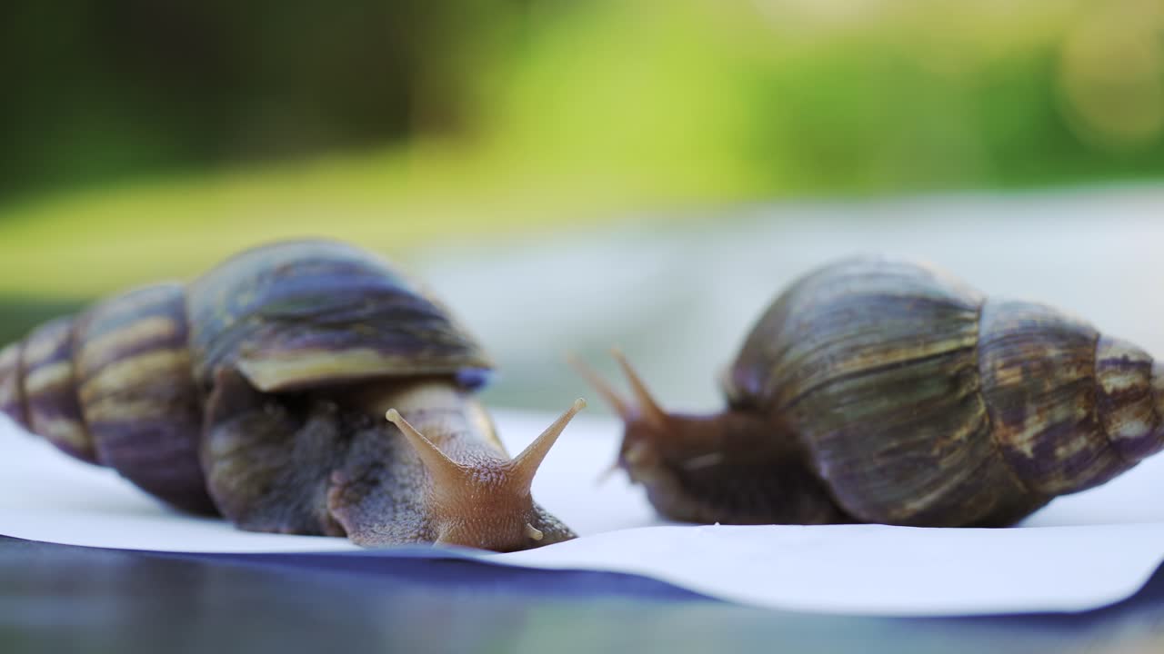 Large African snails Achatina Fulica. Domestic shellfish with healing mucus. Pets from the beauty salon.