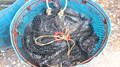 fisherman untangling fish from a fishing net.