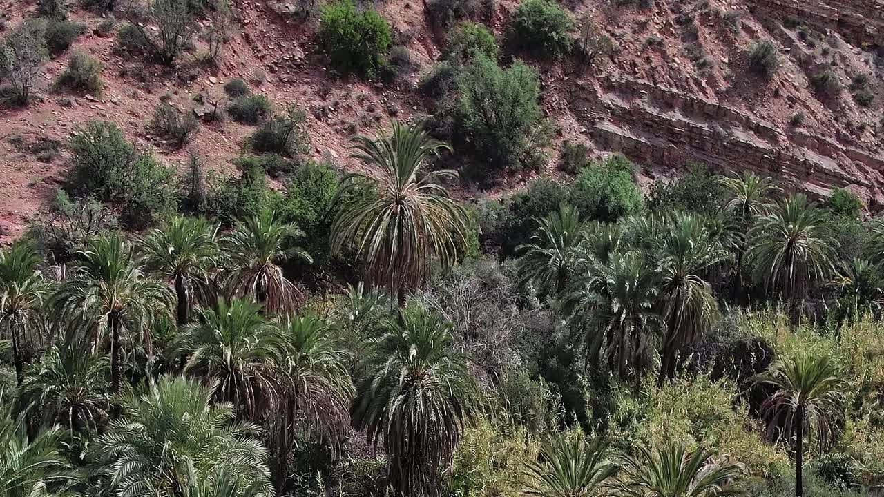 Vista aerea di palme in un paesaggio marocchino durante il giorno.