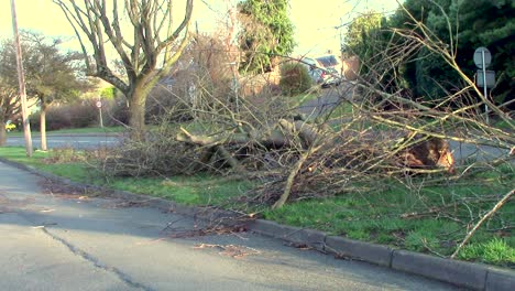 a tree blown down parallel to a busy road due to the high winds from storm eunice across the united kingdom