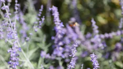 madre flotando alrededor de las flores de lavanda en francia