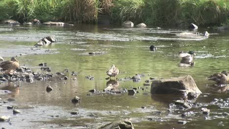 Patos-En-Un-Rio