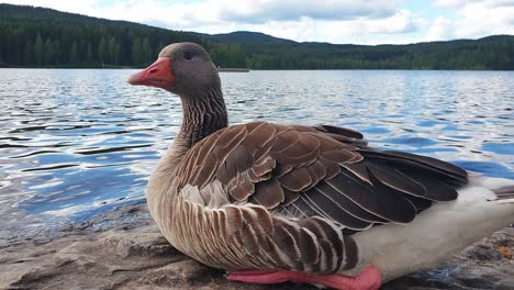 Close-up-view-of-a-wild-goose-sitting-on-the-rock-with-a-lake-in-the-background-in-slow-motion