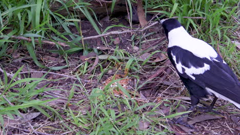 una urraca y una rata roedor peleando por la comida que queda en el suelo en un campo de picnic