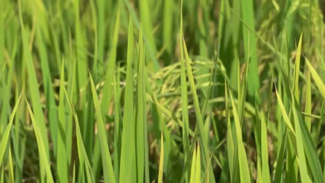 selective focus leaves of rice paddy