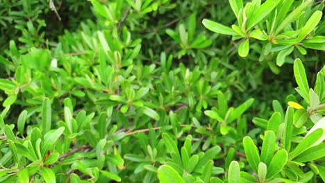 Slow-motion-slide-pan-emerald-green-shrub-bush-growing-in-the-wild-near-Moluti-sandstone-mountains-South-Africa