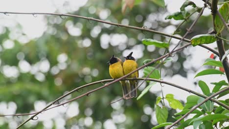 two individuals perched next to each other on a vine as the strong wind blows while they chirp, black-crested bulbul rubigula flaviventris, thailand