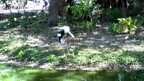 stork standing and moving near a pond