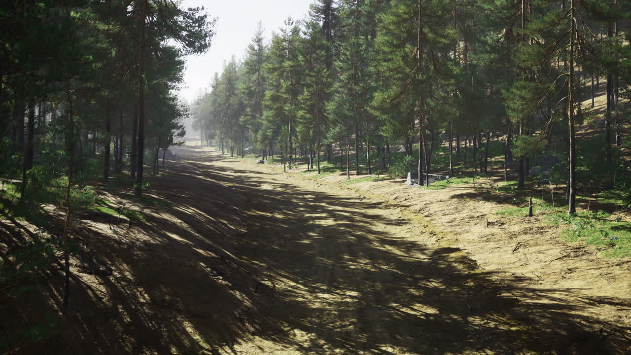 Dense forest pathway surrounded by tall trees during daylight