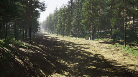 dense forest pathway surrounded by tall trees during daylight