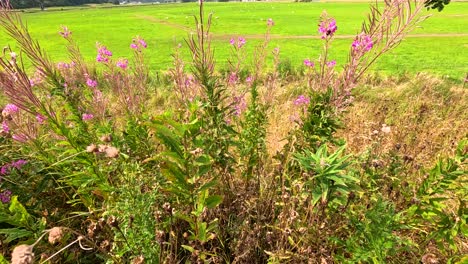 flores silvestres balanceándose en un campo verde