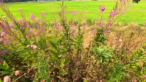 wildblumen schwanken auf einem grünen feld