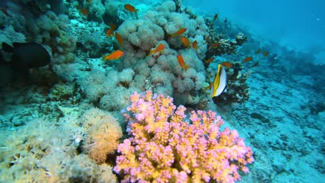 Fischen-Sie-In-Der-Atemberaubend-Farbenfrohen-Unterwasserwelt