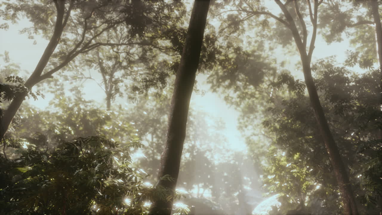 rayos de sol en el bosque