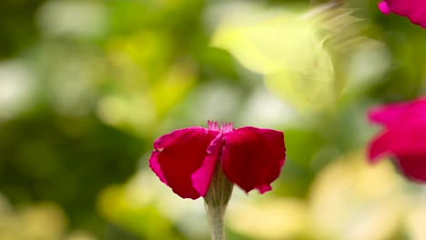 vibrant colours of magenta rose petals with lemon butterfly on top feeding and waving in the wind struggling to stay on and flying away with bright out of focus natural foliage in the background