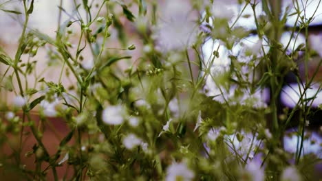 Gypsophila-Monarca-Blanco,-Exhibición-De-Flores-Blancas-Botánicas-En-Un-Jarrón-De-Flores-En-El-Salón-Primer-Plano-De-La-Flor-Blanca-En-La-Casa