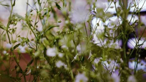 gypsophila monarca blanco, exhibición de flores blancas botánicas en un jarrón de flores en el salón primer plano de la flor blanca en la casa