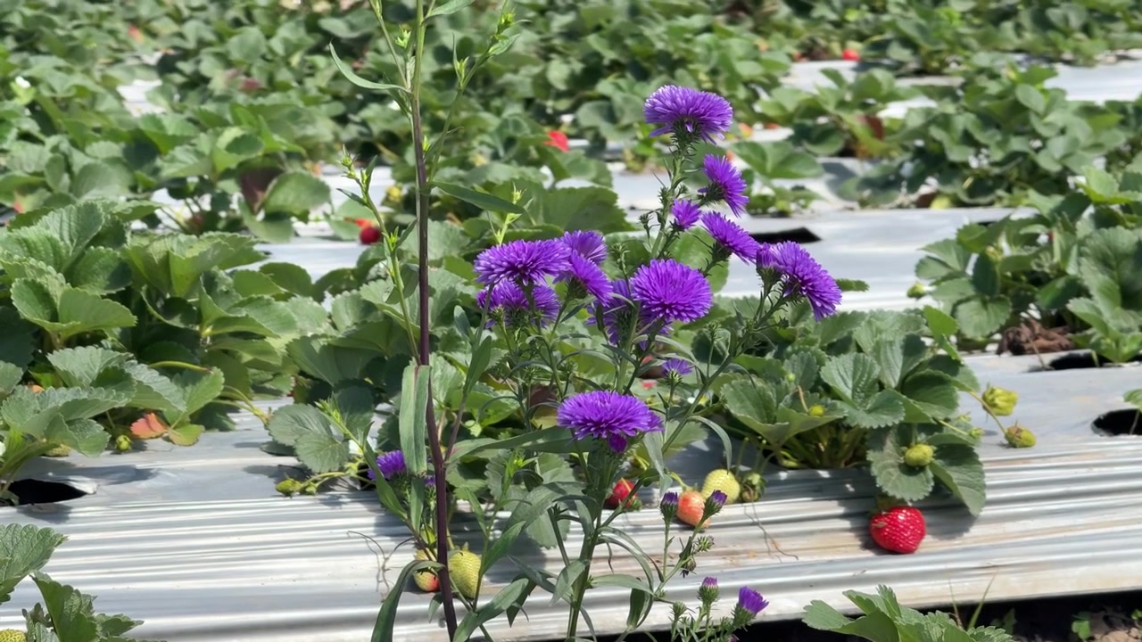 Purple Aster Flowers Growing in a Strawberry Field