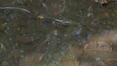 freshwater eel in emmagen creek at daintree national park in north queensland, australia