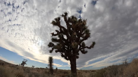 Lapso-De-Tiempo-De-Paisaje-Nublado-Con-Un-árbol-De-Joshua-En-Silueta-En-Primer-Plano