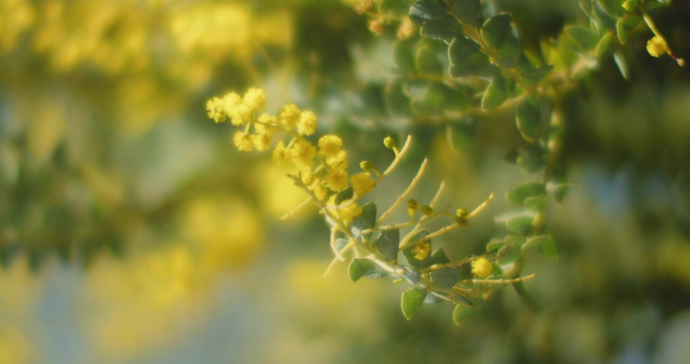 树枝上的小黄花