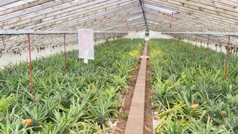 typical ananas plantation to produce fresh fruits in greenhouse