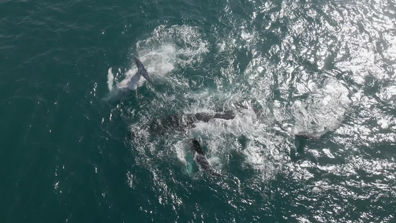 Top-down shot of a humpback whale family slapping the sea with their tail and fin