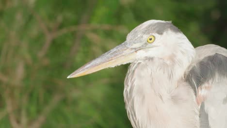 Great-Blue-Heron-Nahaufnahme-Porträt-Mit-Grünem-Laub-Im-Hintergrund