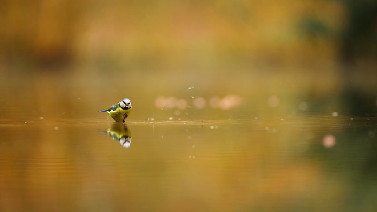 pájaros azules bebiendo y jugando en el paisaje de otoño